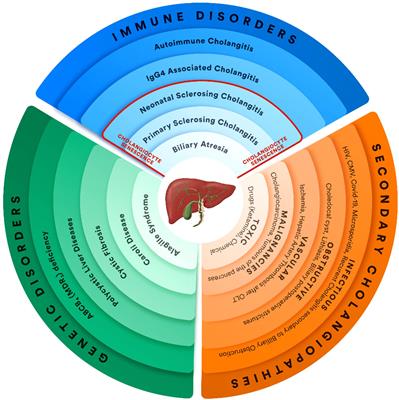 Immune-mediated cholangiopathies in children: the need to better understand the pathophysiology for finding the future possible treatment targets